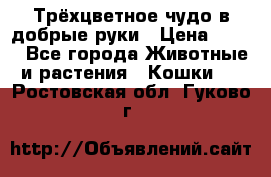 Трёхцветное чудо в добрые руки › Цена ­ 100 - Все города Животные и растения » Кошки   . Ростовская обл.,Гуково г.